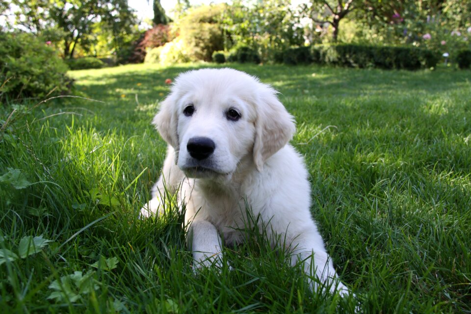 Each white retriever