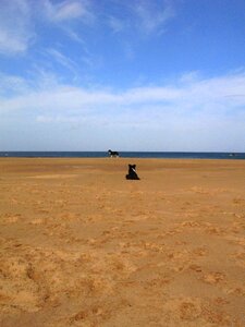Pet animal ocean