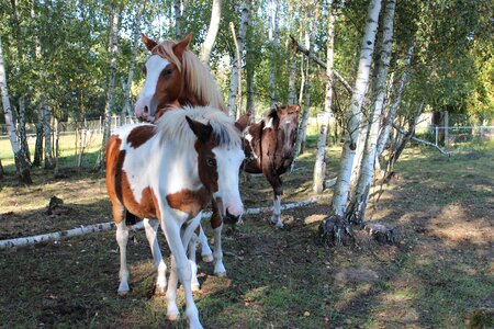 Foal blaze stallion