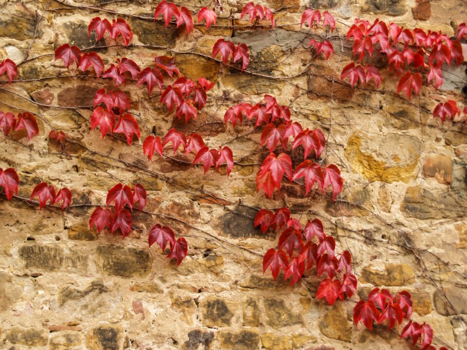 Autumn colours leaves red