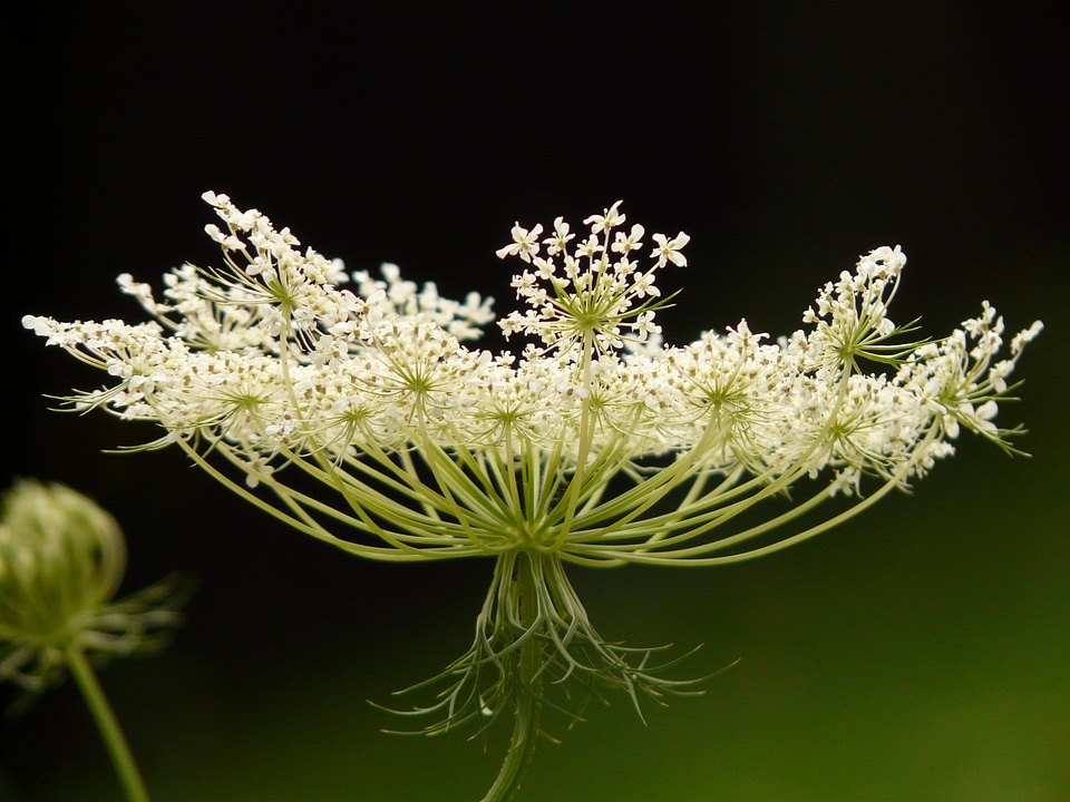 Blossom bloom macro