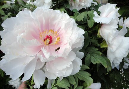 Fragrance garden close up