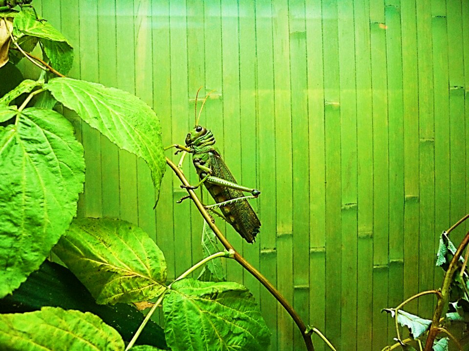 Green wrecker fields living nature