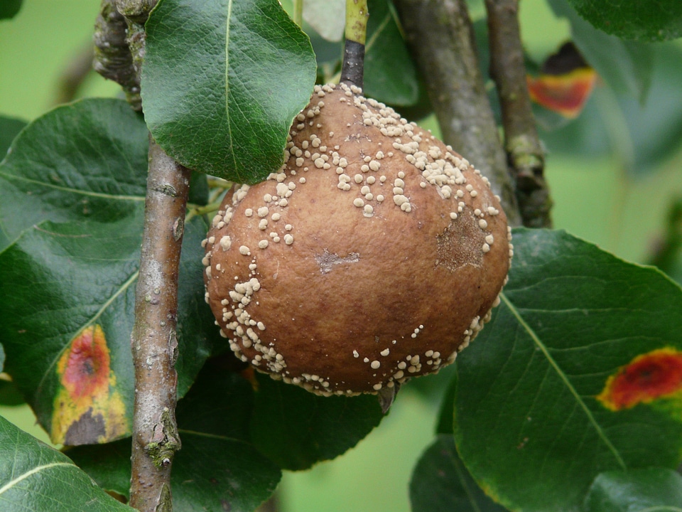 Crop failure gymnosporangium fuscum leaf disease