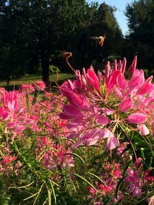 Spring petal botany