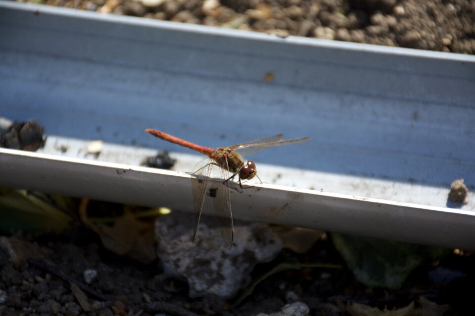 Insect nature