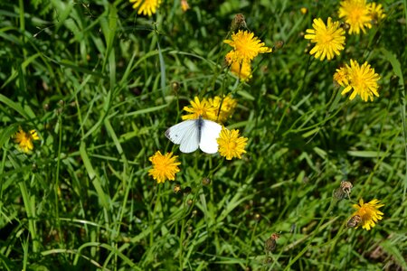 Flower yellow butterfly photo