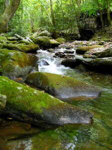 Creek flowing moss photo