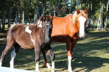 Foal blaze stallion