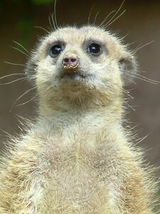 Animal zoo meerkat