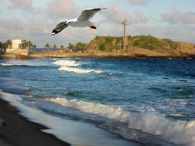 Seagull litoral landscape