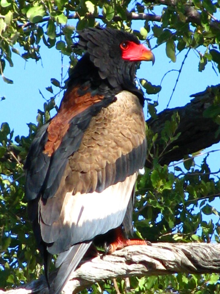 Wildlife africa zoo