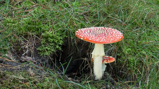 Nature forest toxic