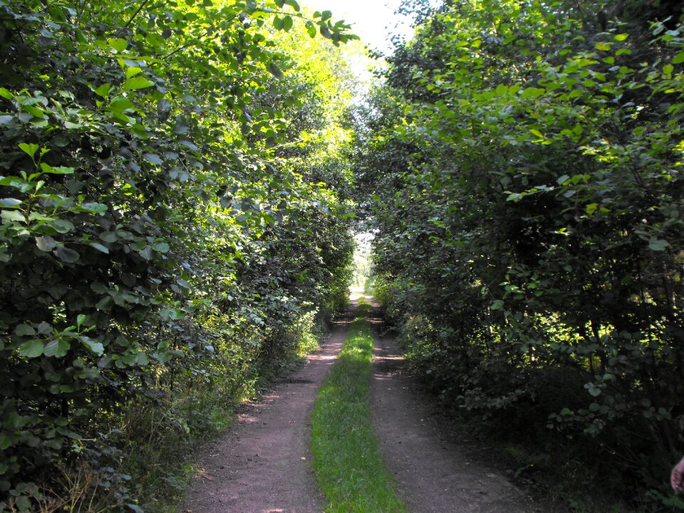 Course forest park