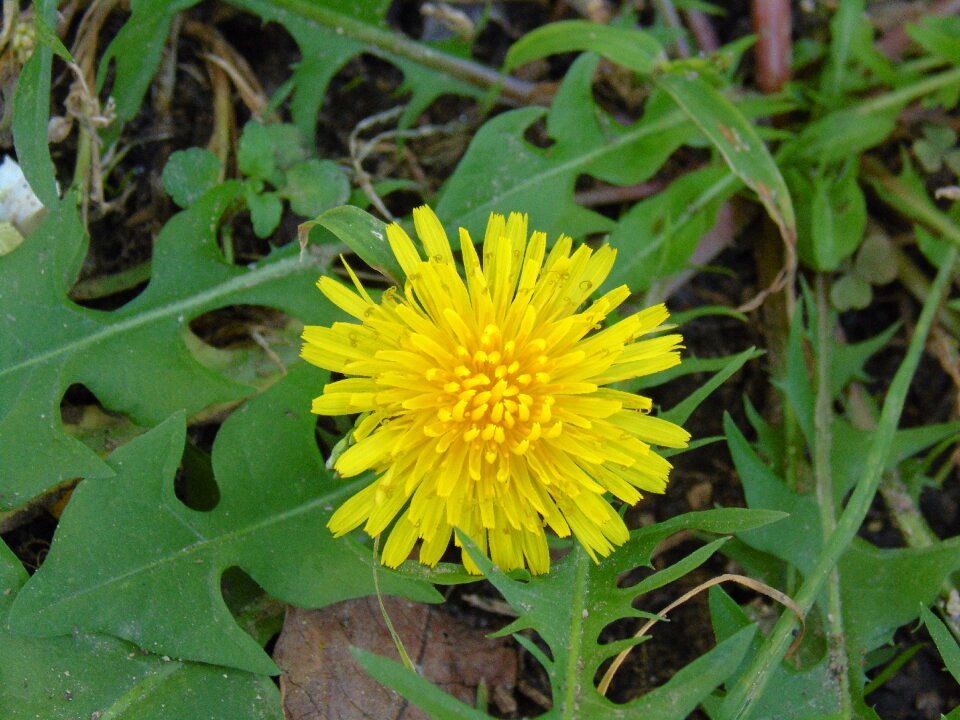 Petals faye wildflowers