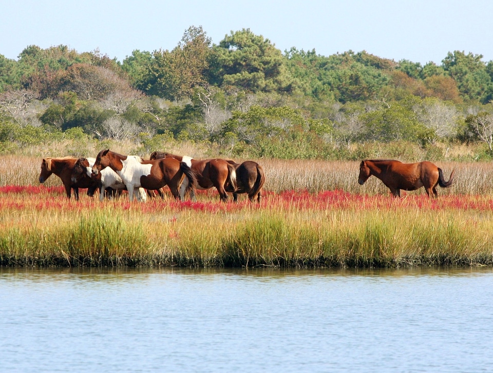 Assateague swamp bog