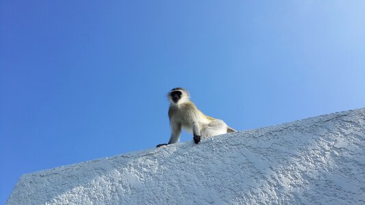 Zoo black face white fur