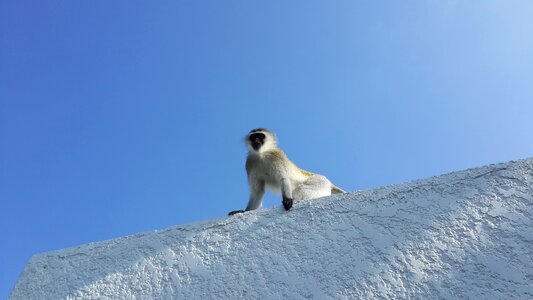 Zoo black face white fur photo