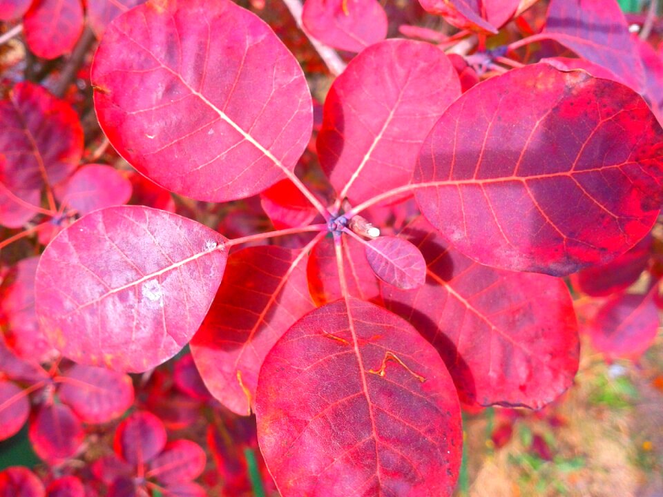 Flower red foliage