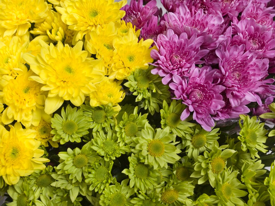 Purple chrysanthemum bright colors
