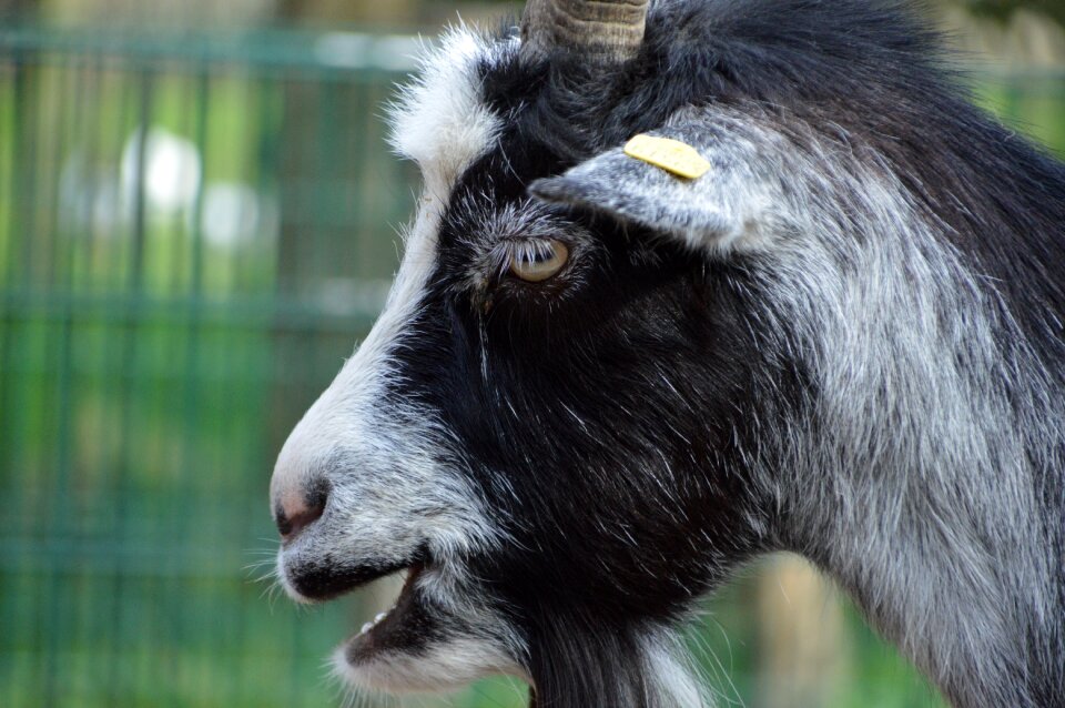 Livestock farm agriculture