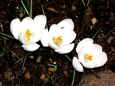 Crocus garden winter