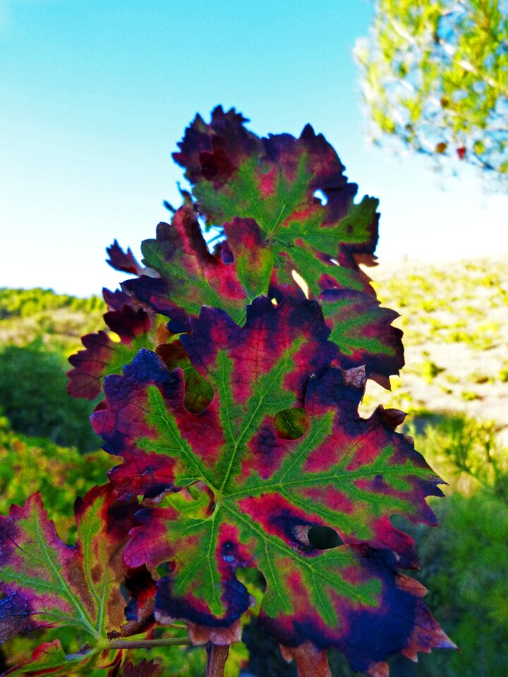 Red autumn october