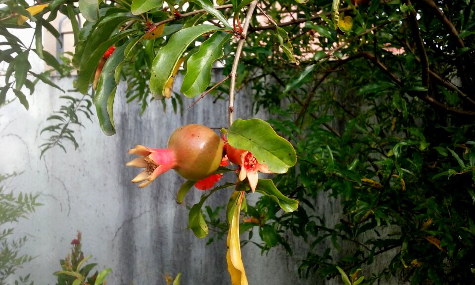 Pomegranate spring fruit