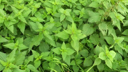 Nettle herbs garden