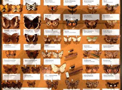 Collection wallchart natural history