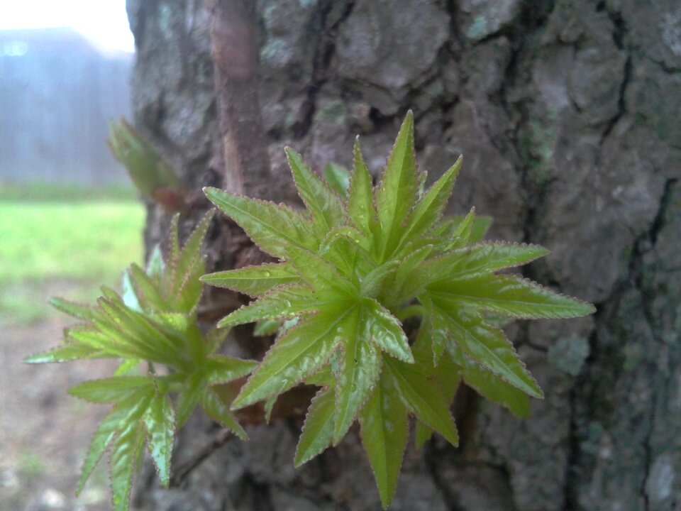 Green summer plant
