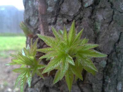 Green summer plant