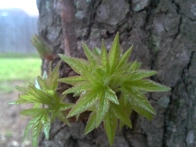 Green summer plant photo