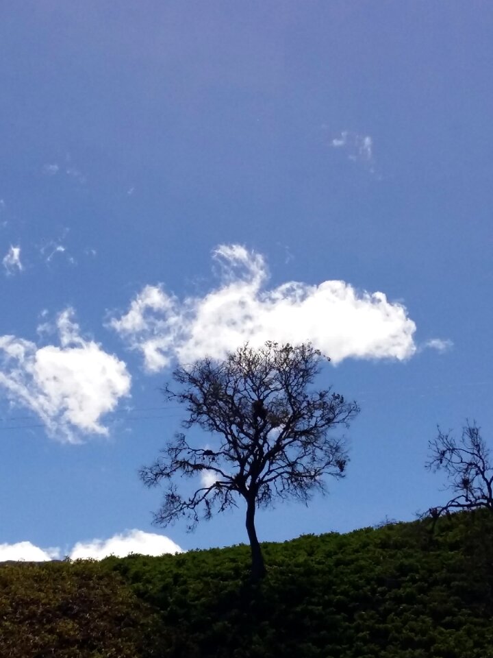 Blue sky forest mount