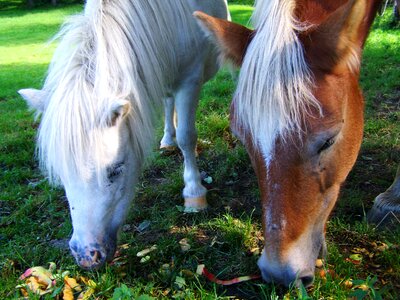 White pony brown horse ungulates photo