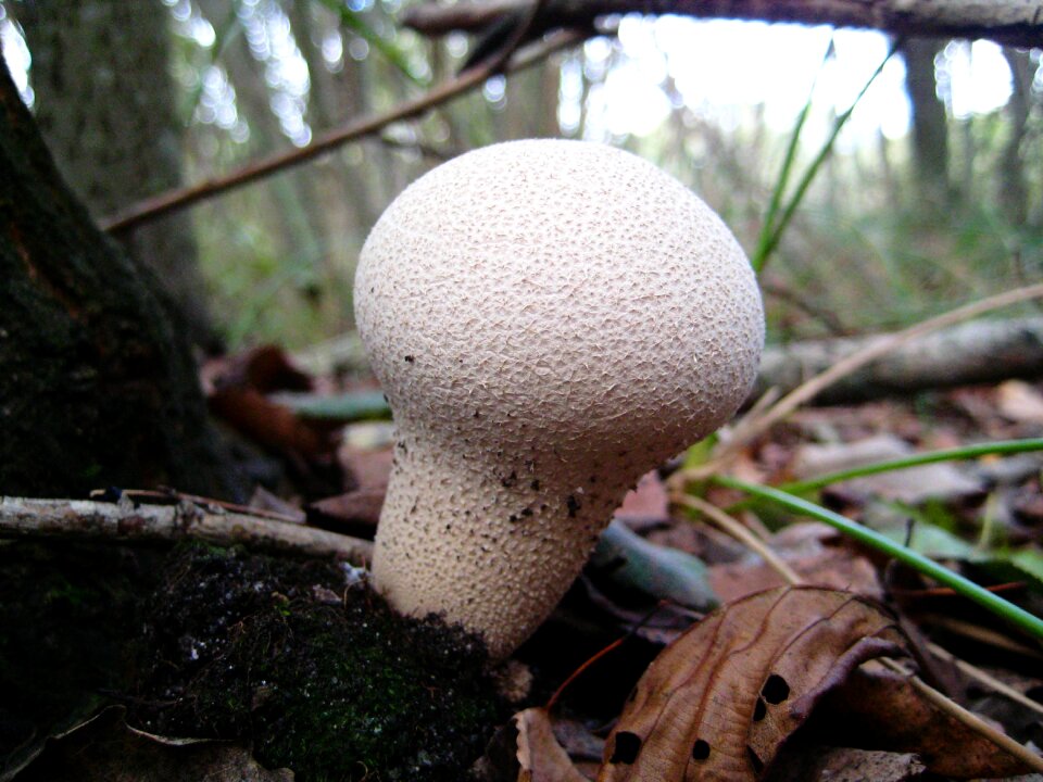 Forest collecting mushrooms autumn