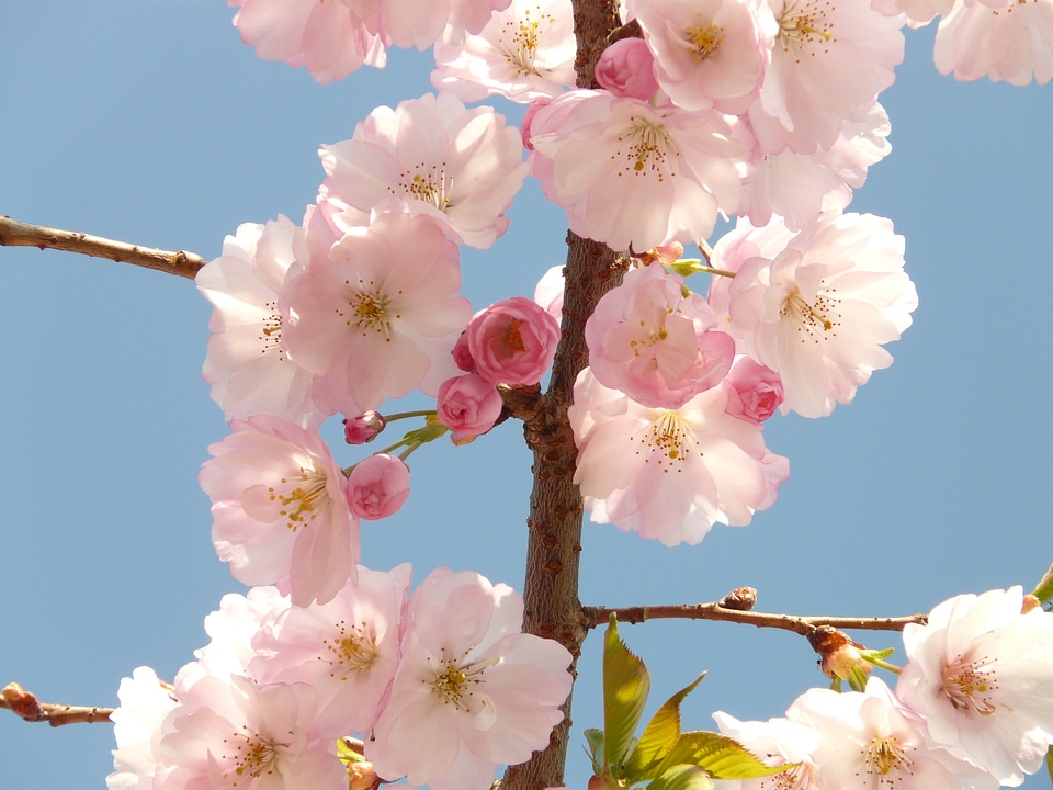 Tree japanese cherry japanese flowering cherry