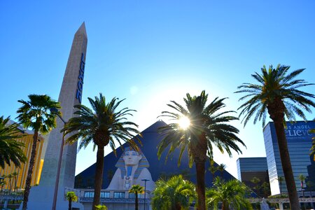 Palm trees city summer