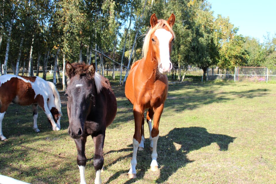 Foal blaze stallion