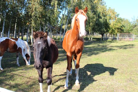 Foal blaze stallion