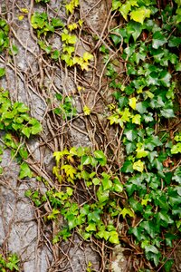 Natural bark texture