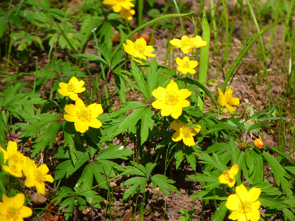 Ranunculaceae wood anemone anemone