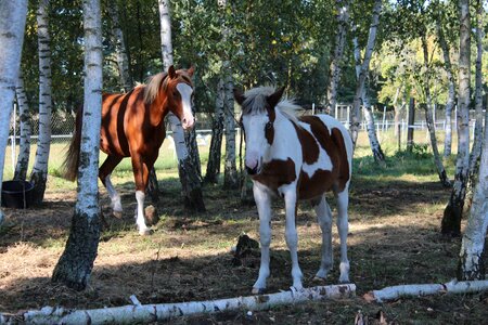 Foal blaze stallion