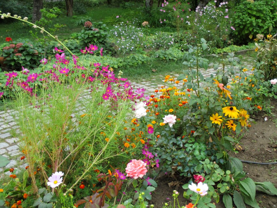 Flower garden outdoor colorful