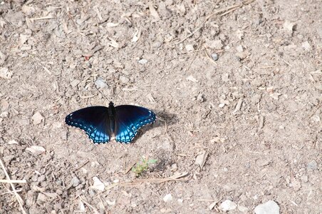 Insect blue