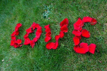 Flower red wedding