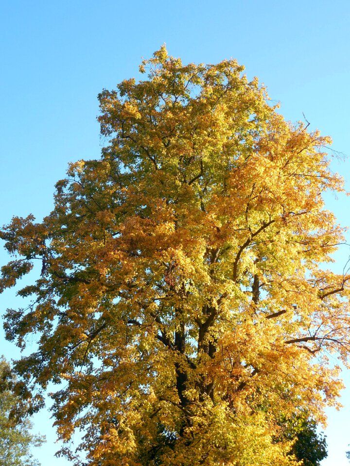 Fall color fall foliage color