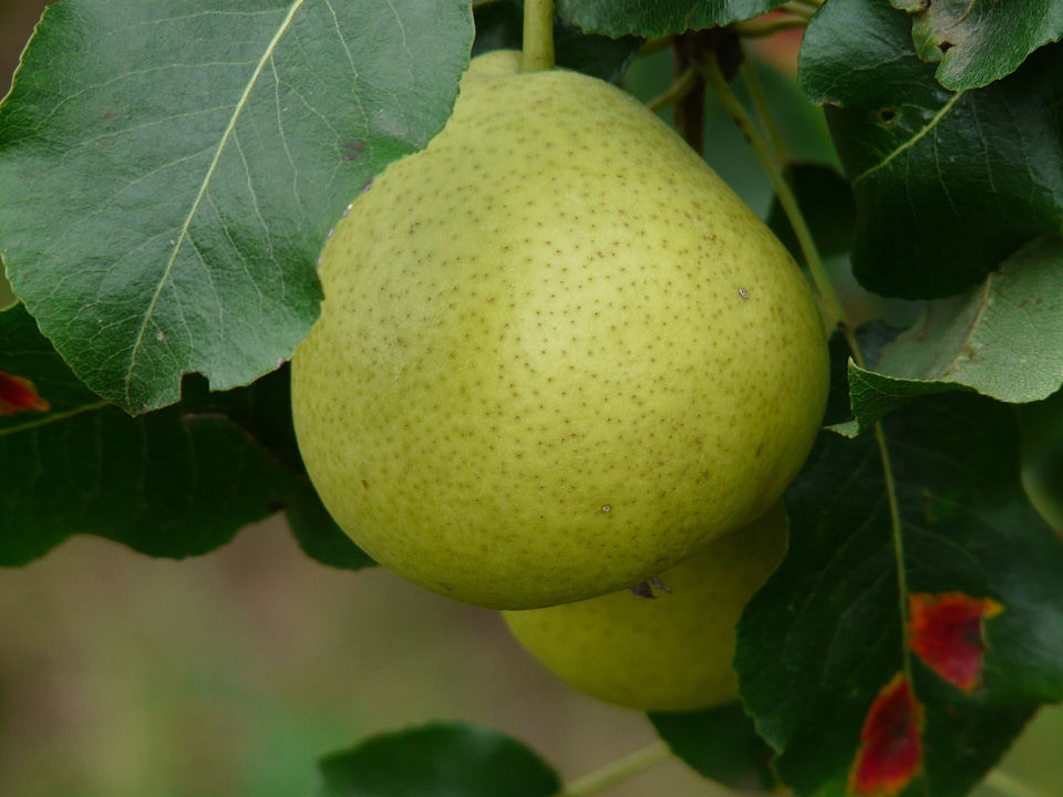 Ball bulb bell pear thurgau pear