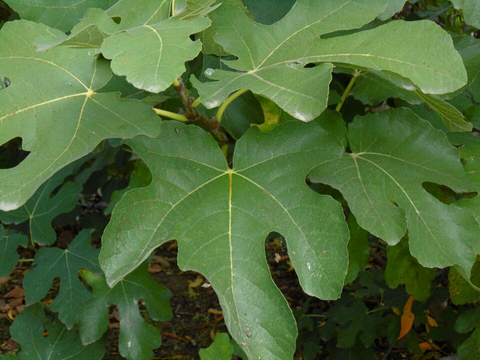 Green leaf garden