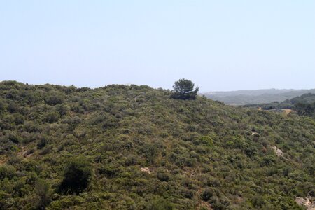 Wild field forest mount
